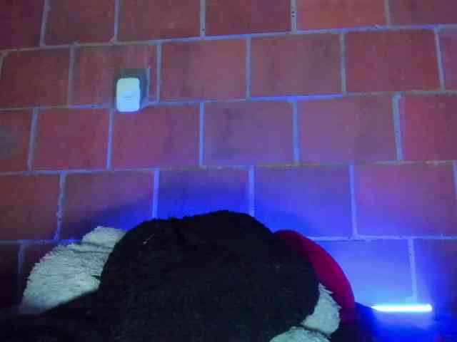 cata-anngel webcam