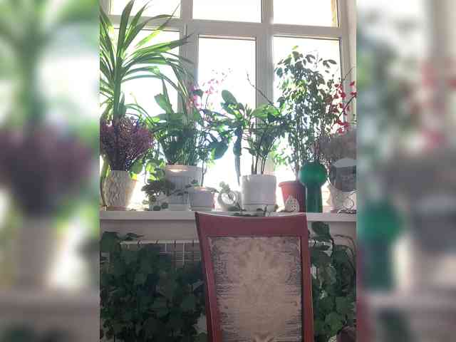 WednesdayFridayAddams webcam