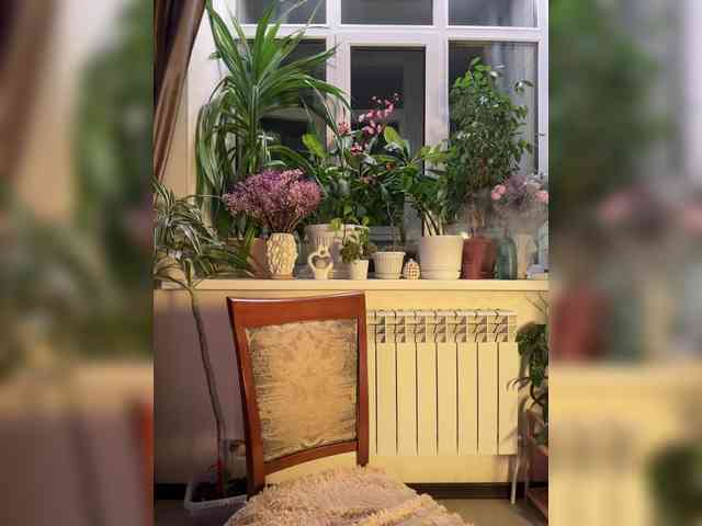 WednesdayFridayAddams webcam