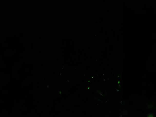 Lyda27081