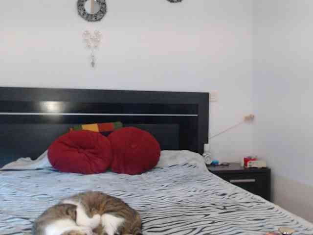angycougar