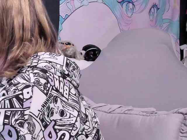 yorogumo webcam