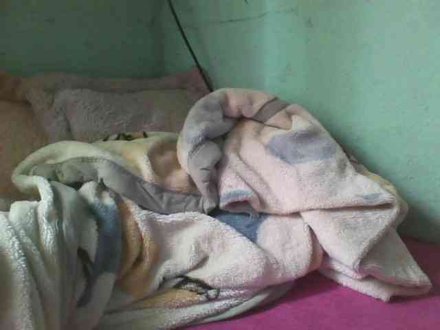 Gloria- webcam