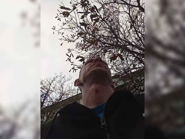 Falos39
