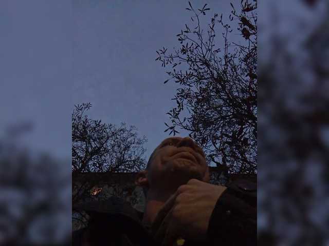 Falos39