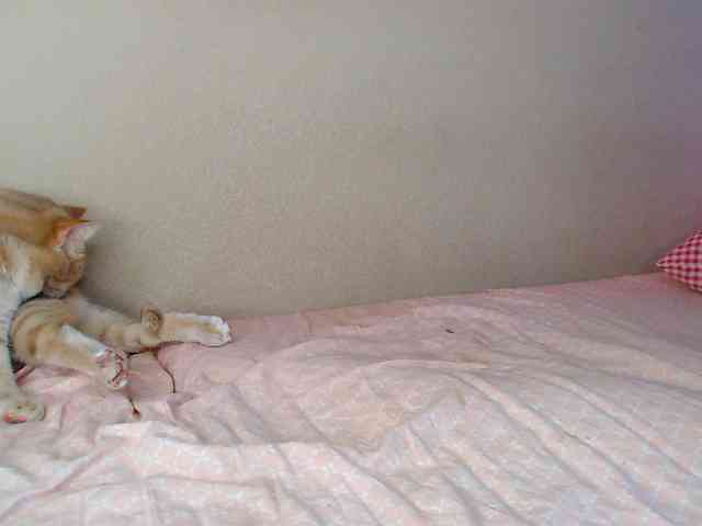 JustAlice webcam