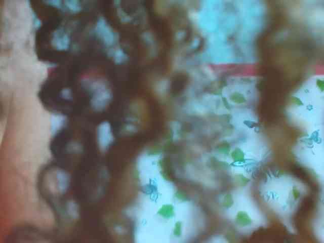 kelvin-jhoseth webcam