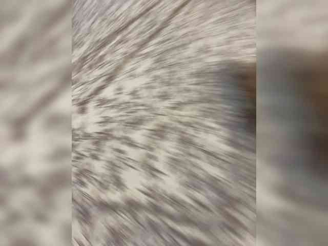 Relfia webcam