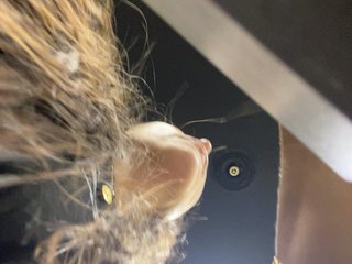 AprilHill Porn Show