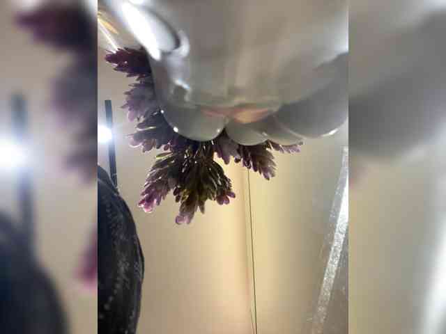 AprilHill webcam