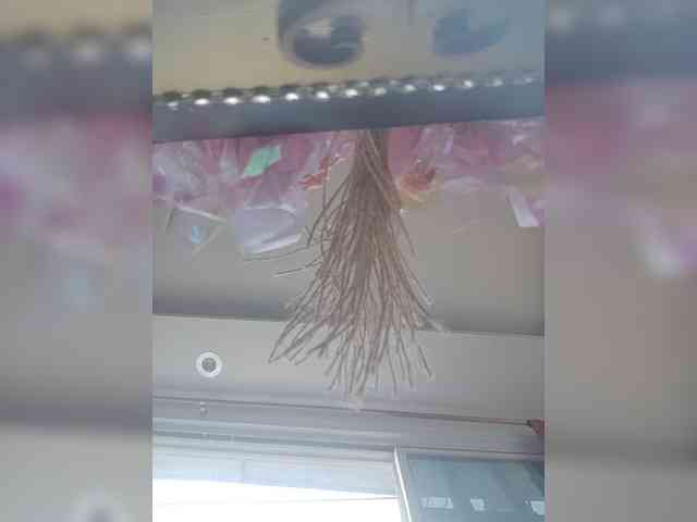 LunaBiely webcam