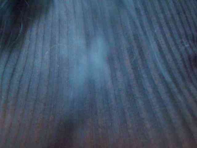AnnaliOlsenX