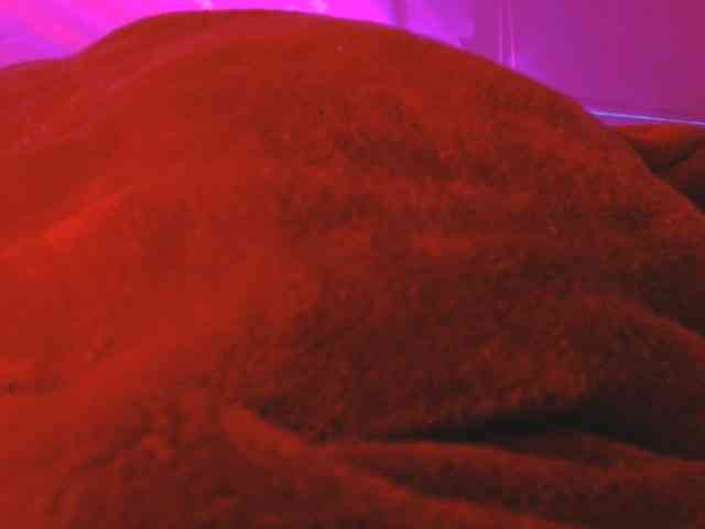 ANNYFOX webcam