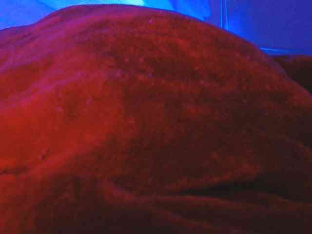 ANNYFOX webcam