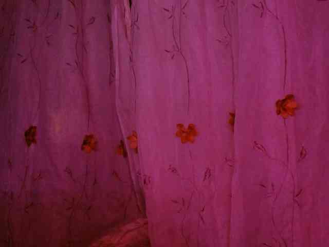 ANNYFOX webcam