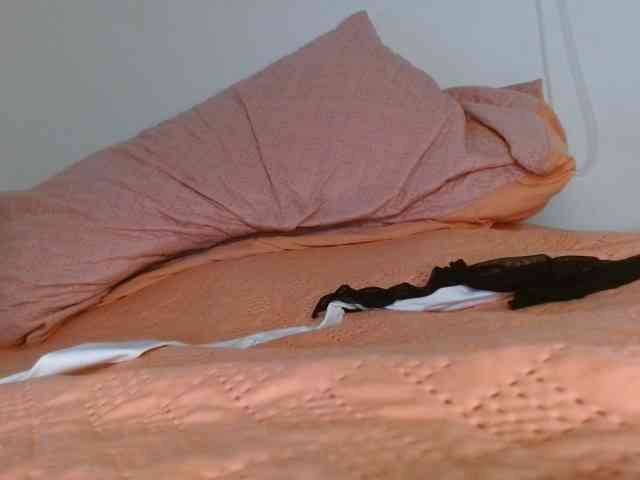 ANNYFOX webcam
