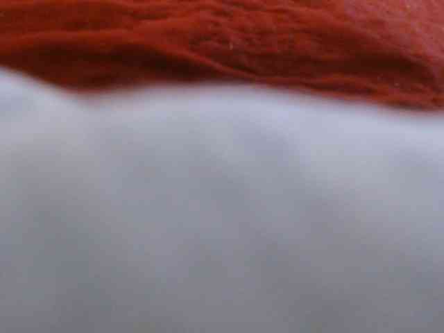 ANNYFOX webcam