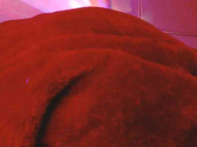 ANNYFOX webcam