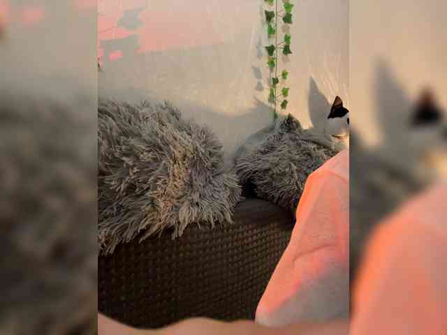 ShyAlya webcam
