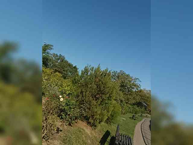 VioricaRoss