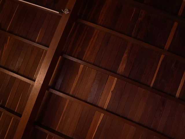 IzzyWild