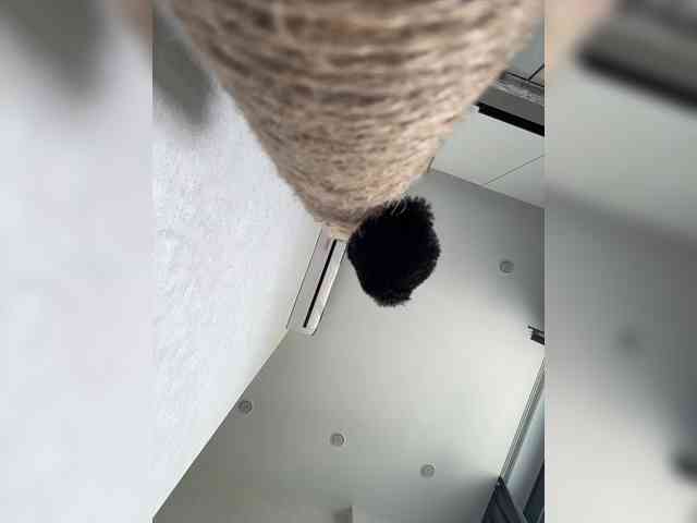 JJane- webcam