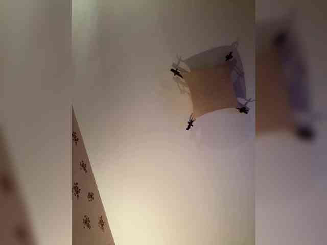 Rinaaamur webcam