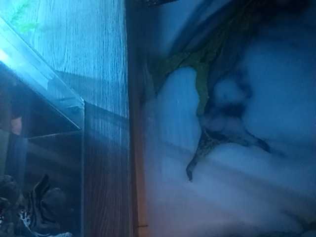 Pempemliciouss
