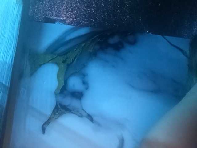 Pempemliciouss, live now on BongaCams