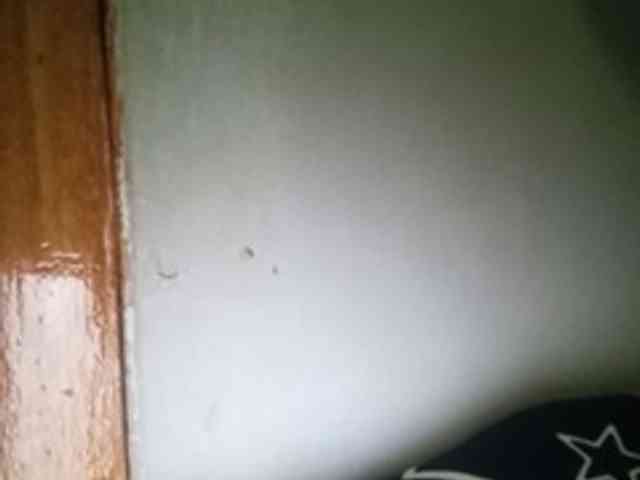 Smithsophie webcam