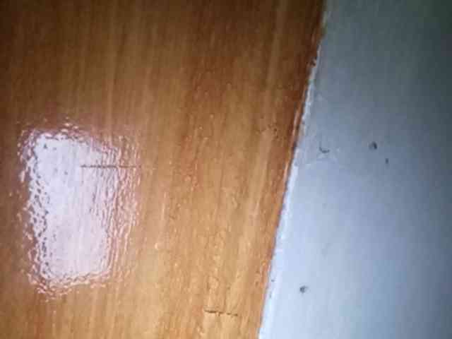 Smithsophie webcam