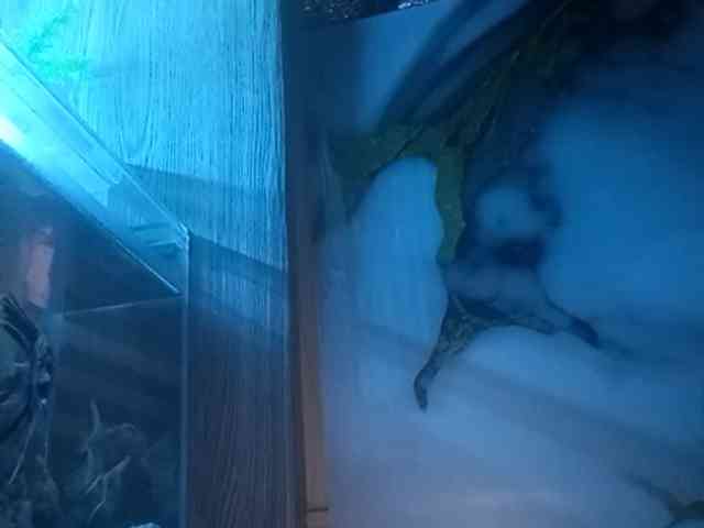 Pempemliciouss Pempemliciouss