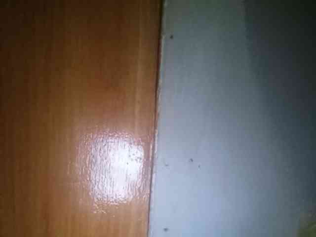 Smithsophie webcam
