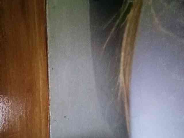 Smithsophie webcam