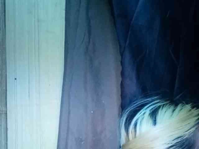 Smithsophie webcam