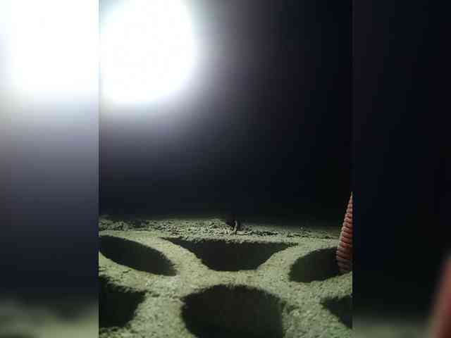 Smithsophie webcam