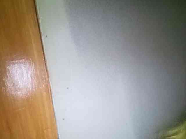 Smithsophie webcam