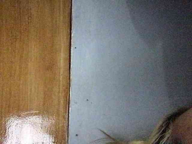 Smithsophie webcam