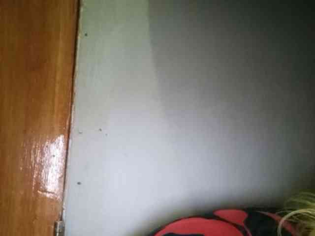 Smithsophie webcam