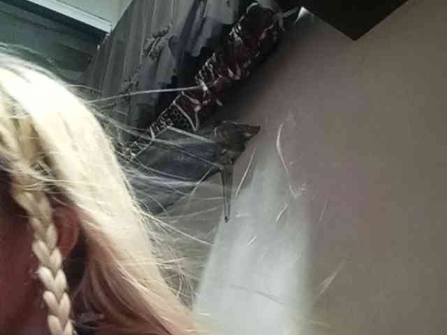 Smithsophie webcam