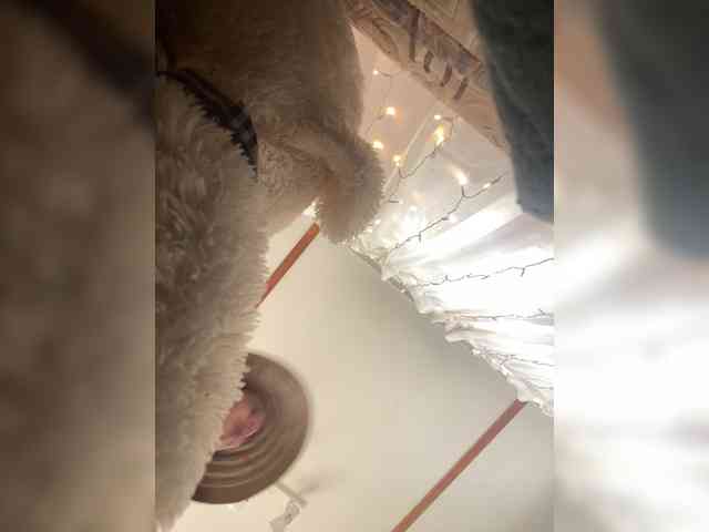 Miss_Milka webcam