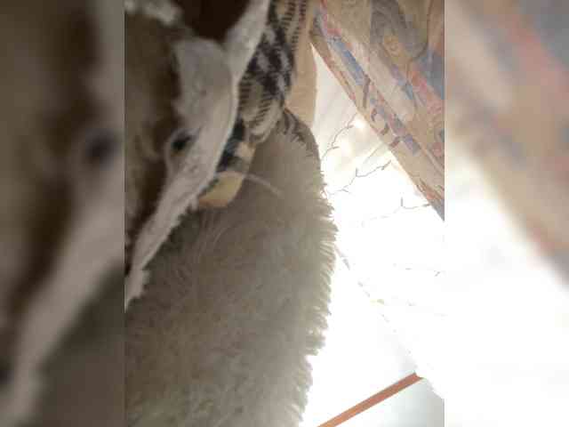 miss-milka Sex Cam Show