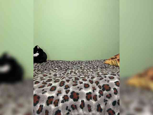 LustySass webcam
