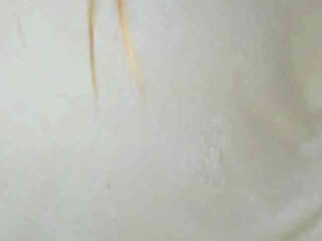 MelMooon webcam