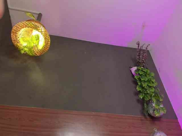 GinebraFox webcam