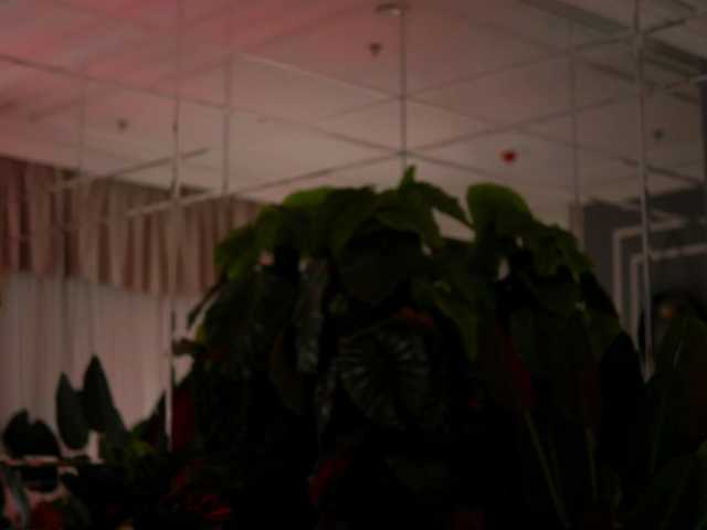 AvaReed