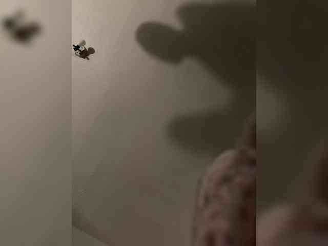 Nofacenocasea webcam