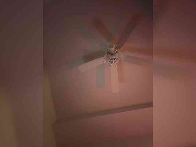 Nofacenocasea webcam