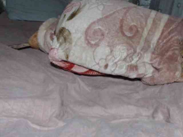 Hamour webcam