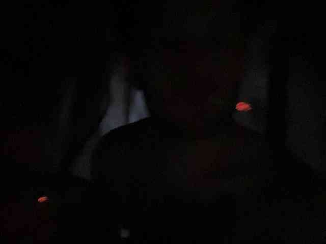 Kot-i-Koshkaa webcam